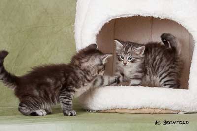 Neele und Nyssa